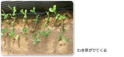 わき芽がでてくる