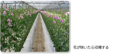 花が咲いたら収穫する