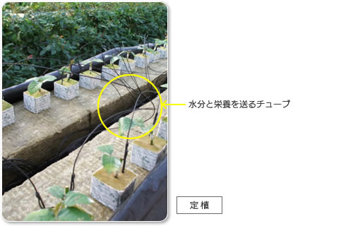 定植