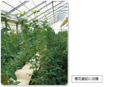 開花直前に収穫