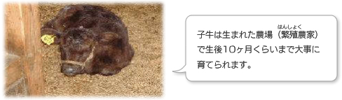 子牛は生まれた農場（繁殖農家）で生後１０ヶ月くらいまで大事に育てられます。