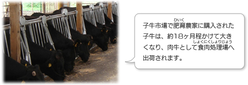 子牛市場で肥育農家に購入された子牛は、約１８ヶ月程かけて大きくなり、肉牛として食肉処理場へ出荷されます。