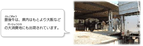豊後牛は、県内はもとより大阪などの大消費地にも出荷されています。