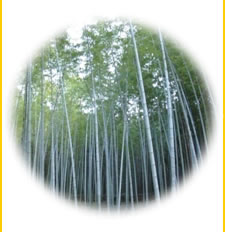 竹