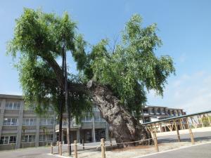 柳ヶ浦小学校ヤナギ