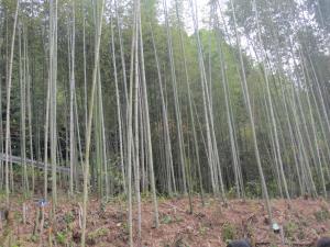 竹林保全