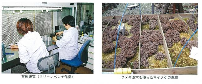 クリーンベンチでの作業と原木マイタケ栽培の研究