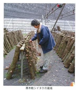 原木による乾しシイタケ栽培の研究