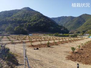 植栽状況