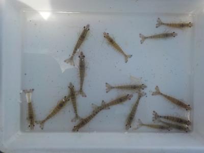 放流されたクルマエビ