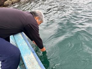ナマコの放流の様子