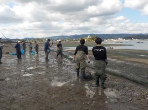 浅瀬のアサリ保護中
