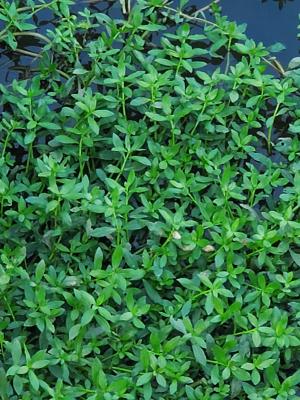 ナガエツルノゲイトウ