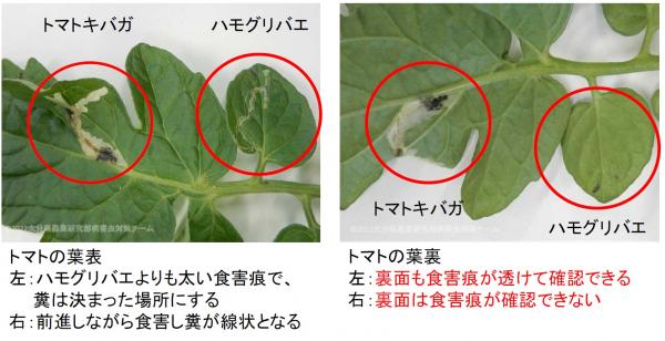 トマトキバガとハモグリバエの違い